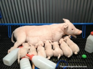 Pigs Marbles Kids Museum