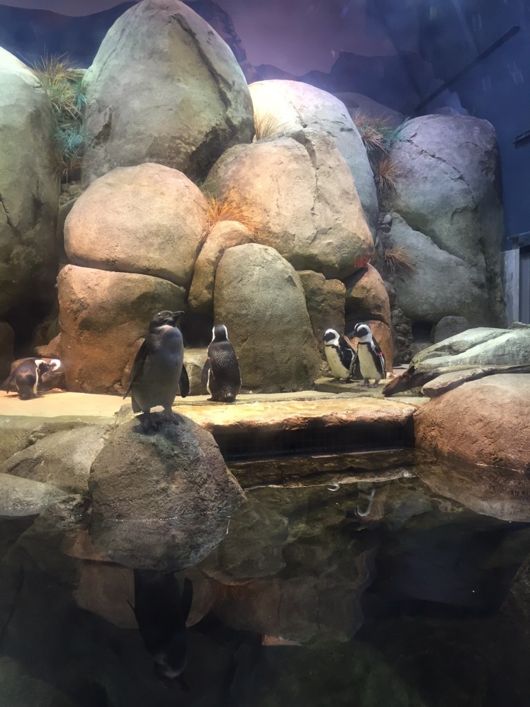 Penguins at Greensboro Science Center