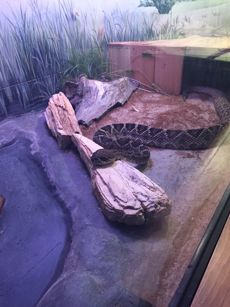 Snake at Greensboro Science Center Herpetarium